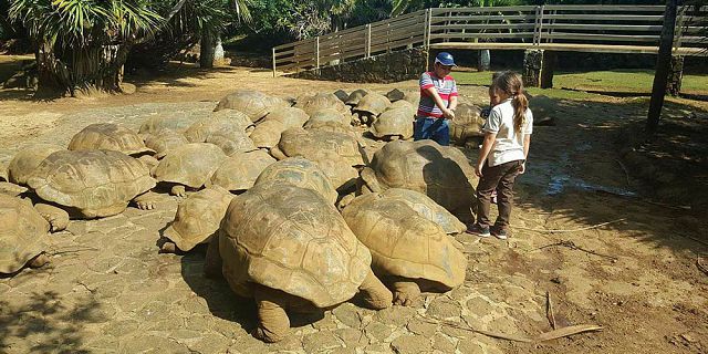 Crocodile giant tortoises park nature reserve (15)